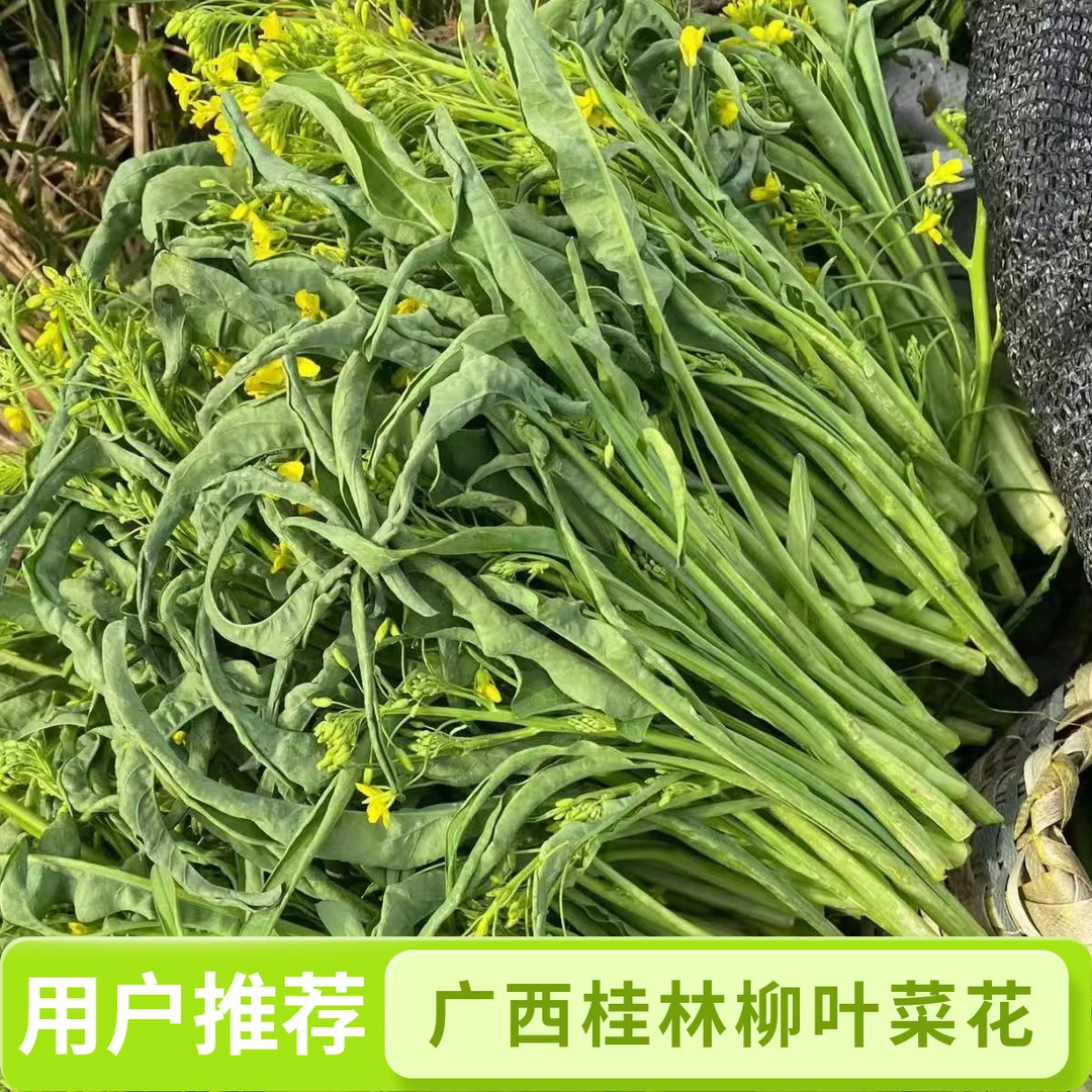 广西桂林农家自种新鲜柳叶菜心菜苔当季特色蔬菜