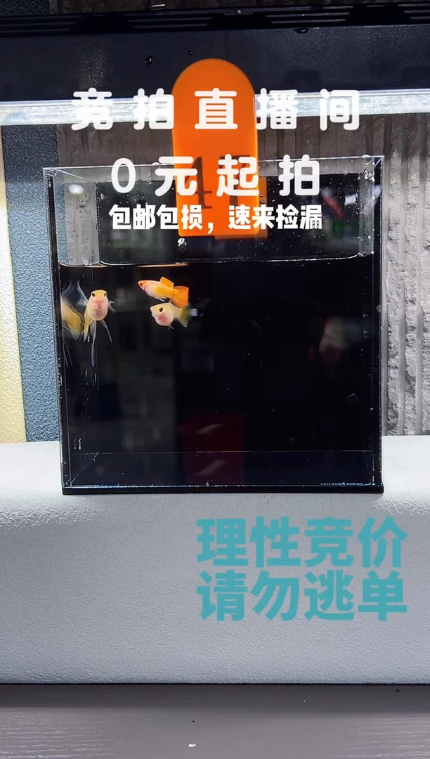 孔雀鱼红头皇家落日三条编号47