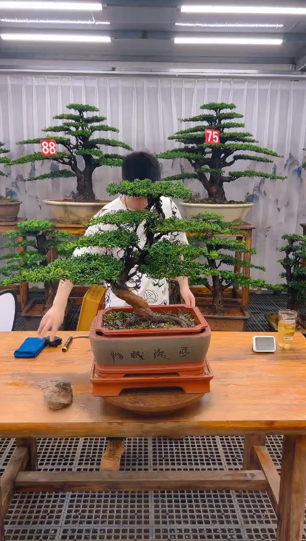 无花朵精品盆景直播间一物一拍