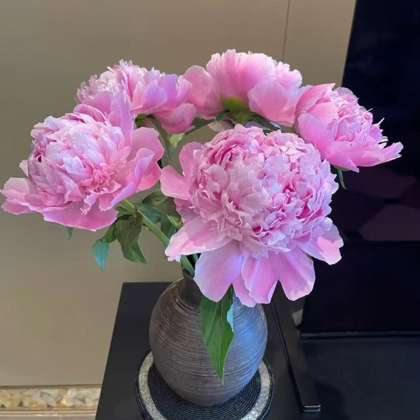 山东芍药【兰富士】A+级 基地直发