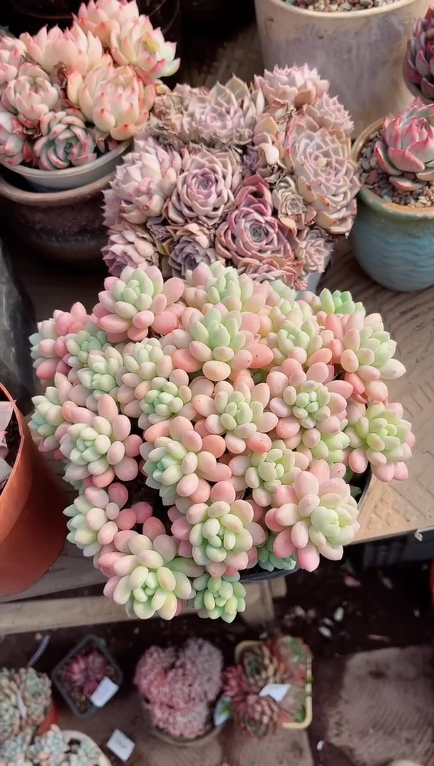 【闪购商品】13197