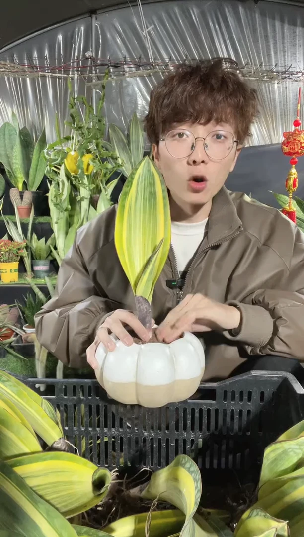 【闪购商品】25cm黄金比较单叶裸根9.99