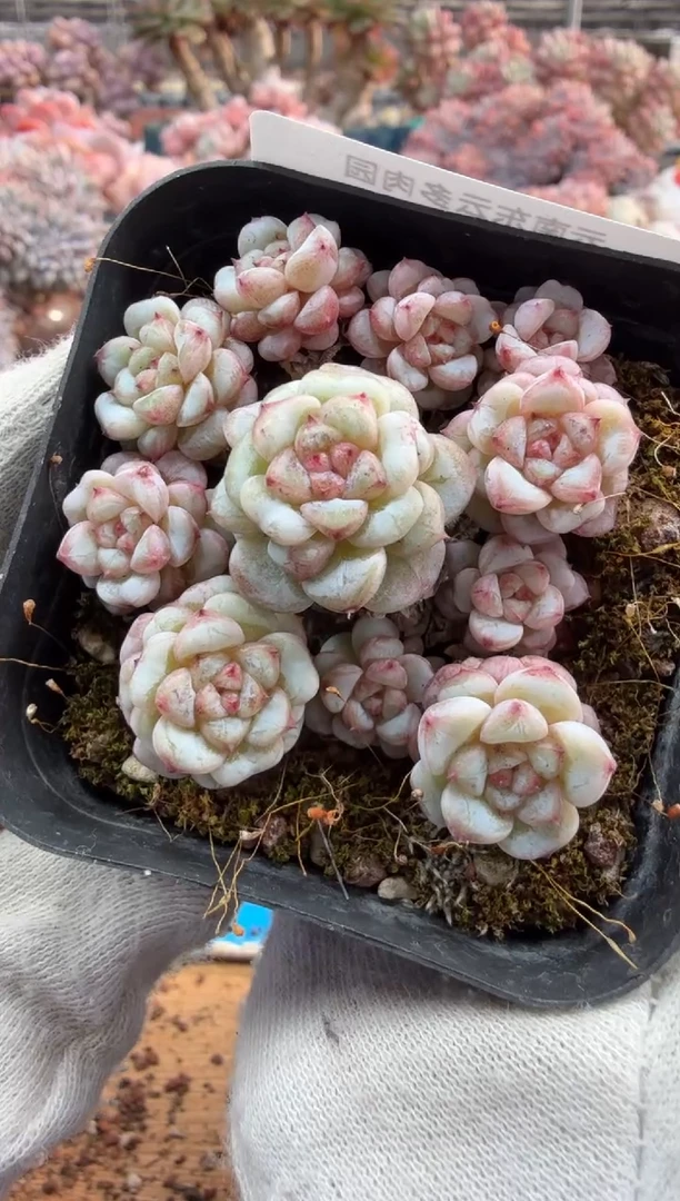 东云多肉园三号店-116