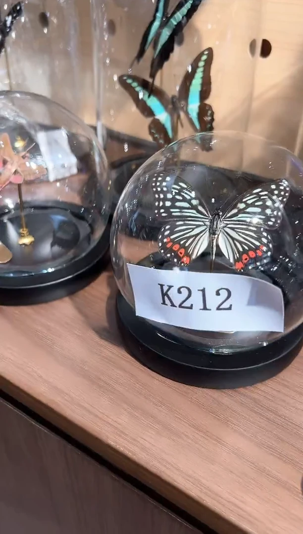 拉****瓜蝴蝶标本摆件k212