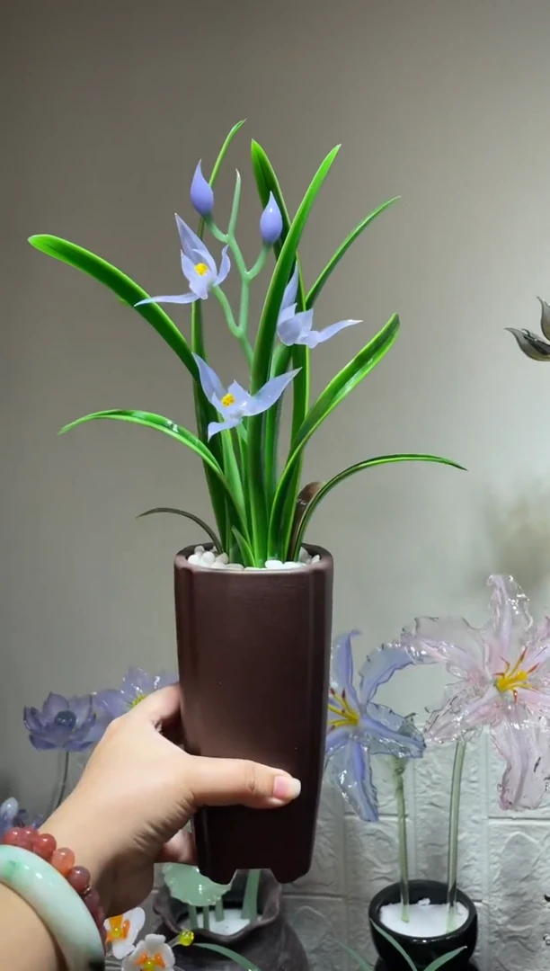 琉璃19兰花 福利价