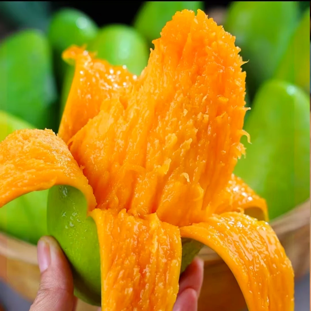 （主播专属）广西青皮金煌芒果现摘现发带箱5斤 果园直发