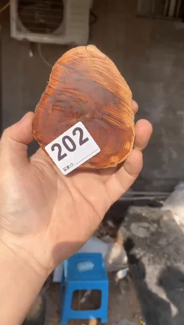 【闪购商品】柏木太行陈化崖柏（津诚林）切片