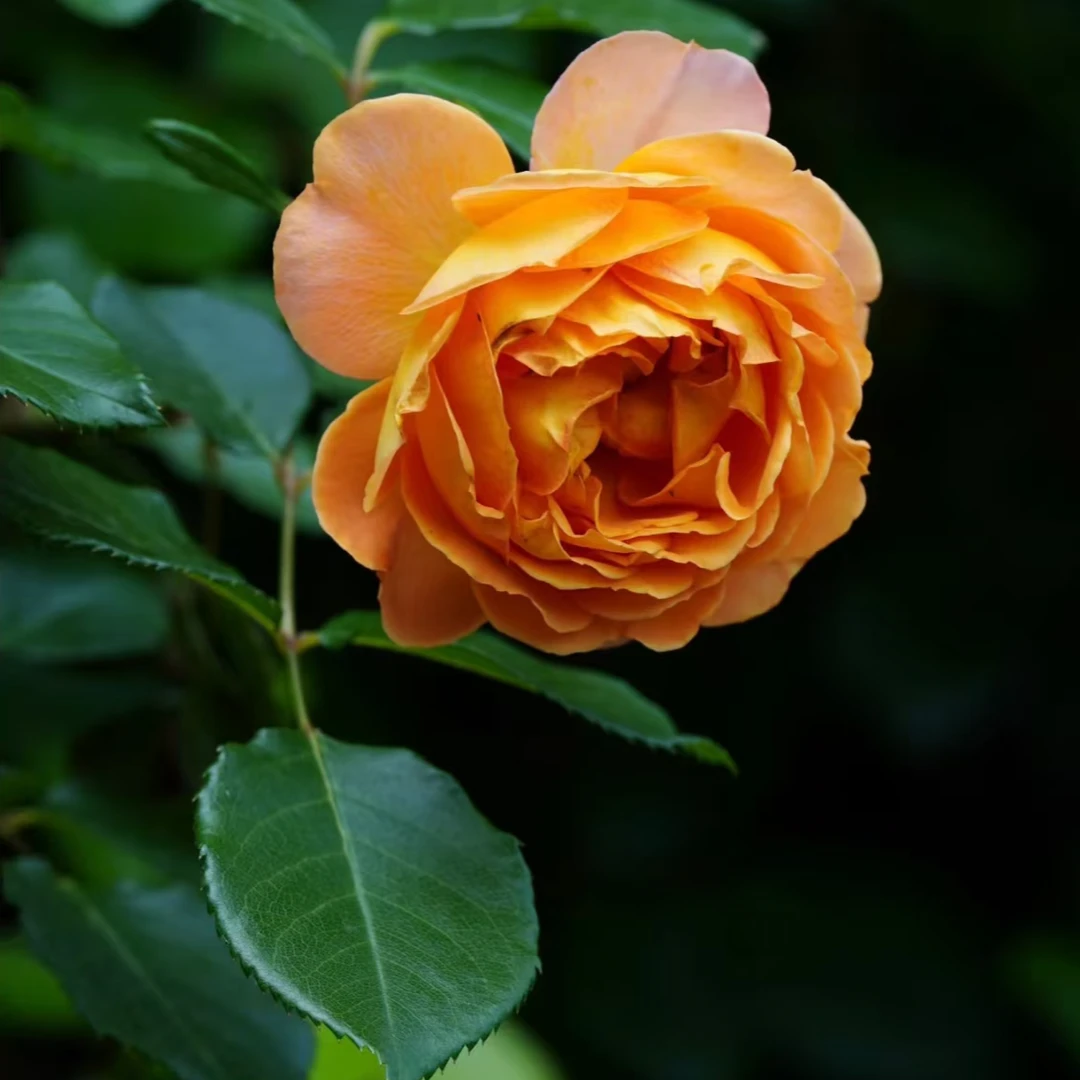 77【蜂蜜焦糖】月季花苗爬藤月季盆栽植物藤本蔷薇苗庭院