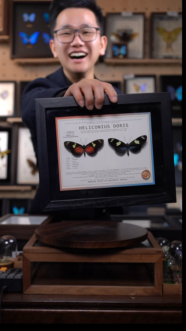 海神袖红蓝一对10寸横框