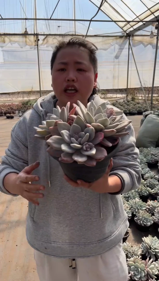 【闪购商品】7-三头起大号粉兔群20CM14.8