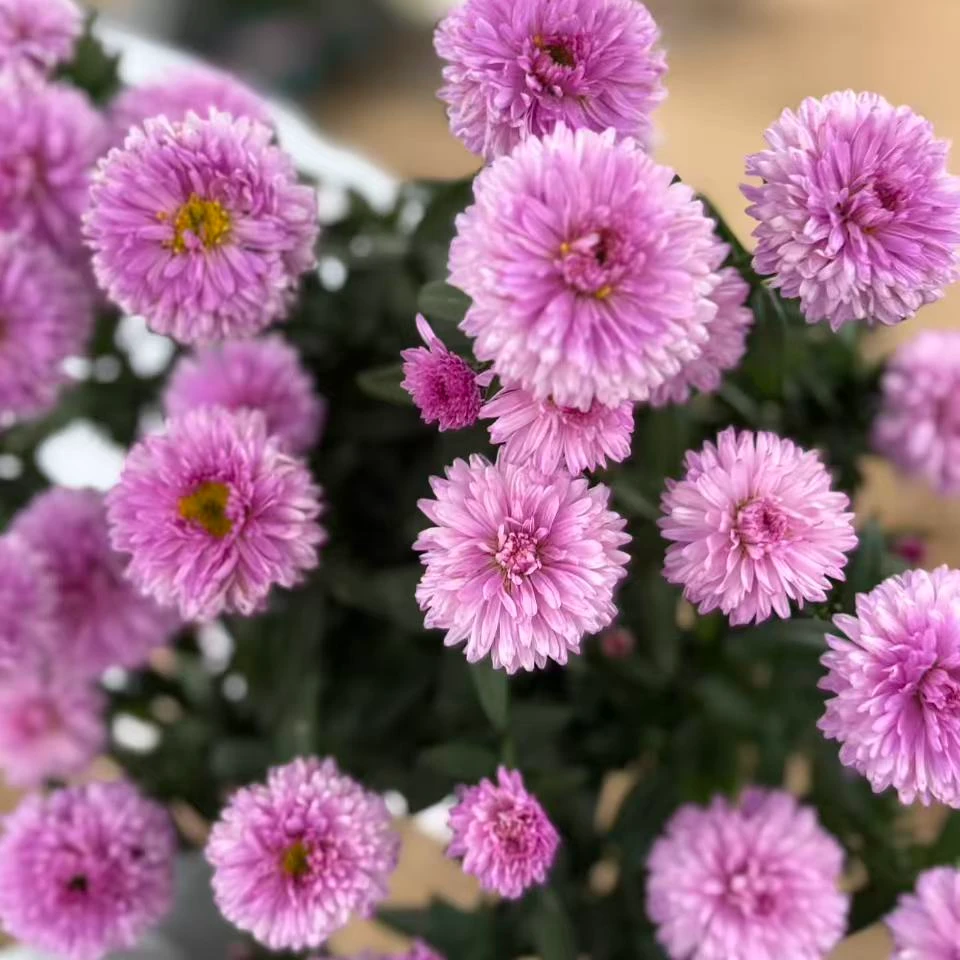 粉色翠菊 多季节开花 耐热花货量大 新手易养护盆栽