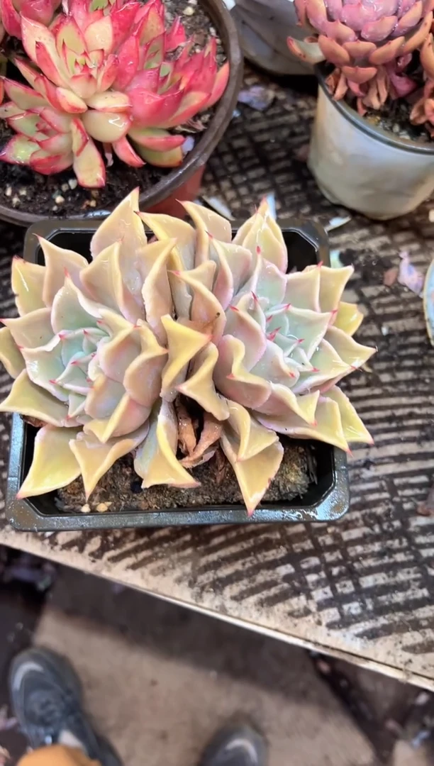 浅*多肉植物一物一拍20405