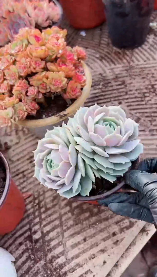 清**兰多肉植物一物一拍1101