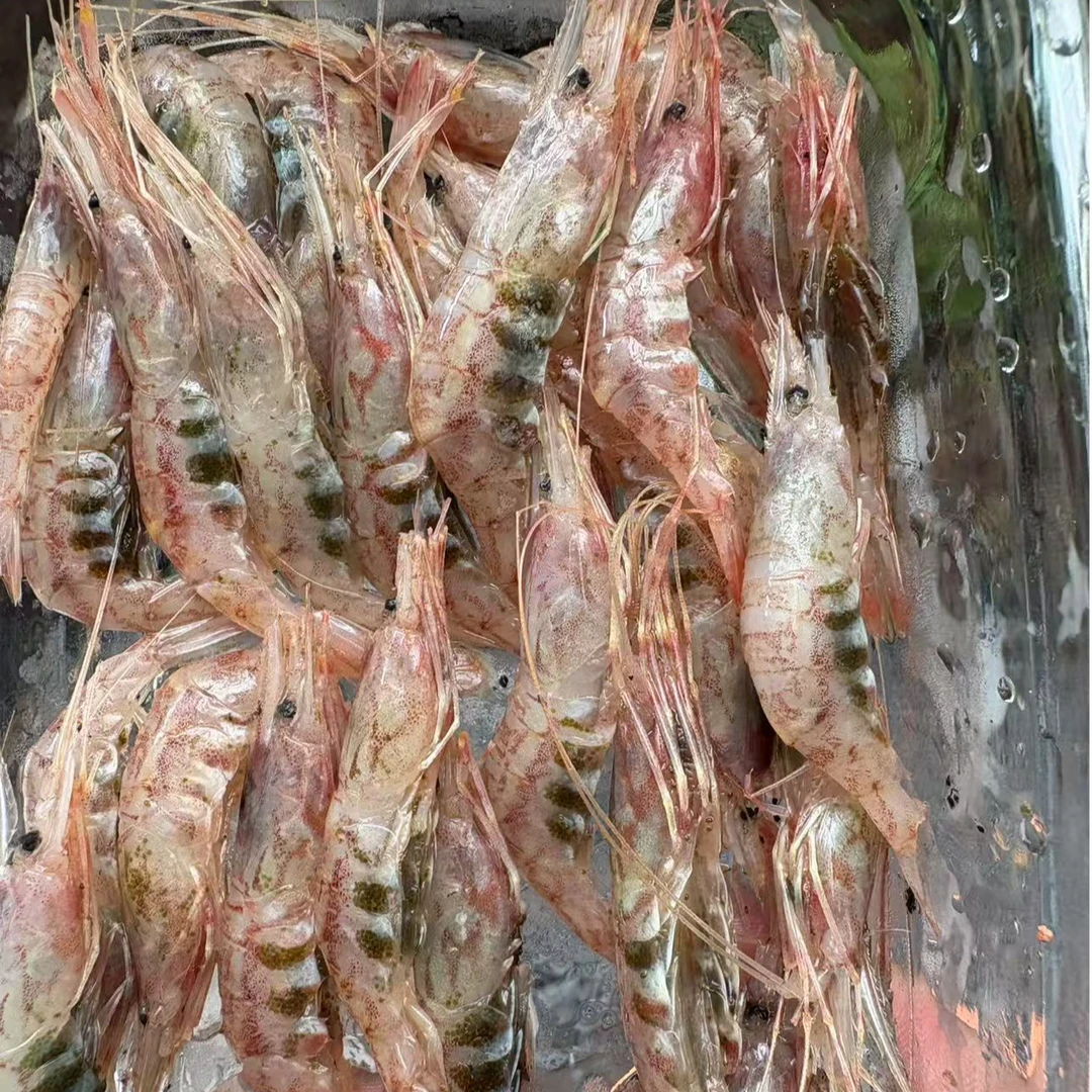 船冻带籽虾 生的 可以做呛虾 红烧