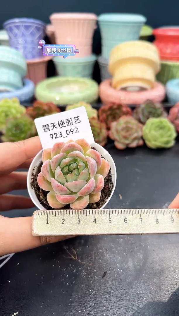 923-092青山（冠幅5cm）