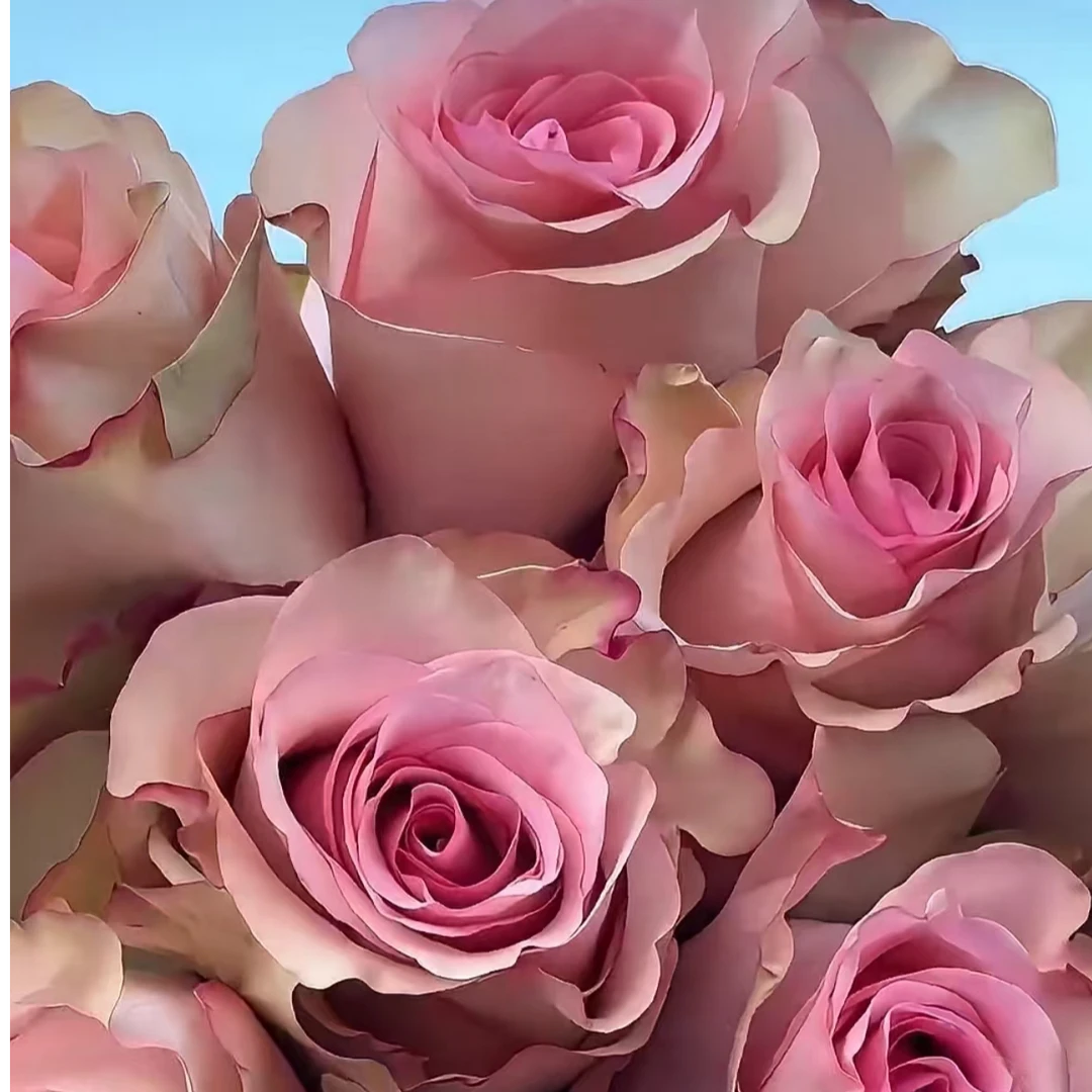 【卓昂玫瑰园】帕洛玛施特菲新品玫瑰庭院切花高杯月季