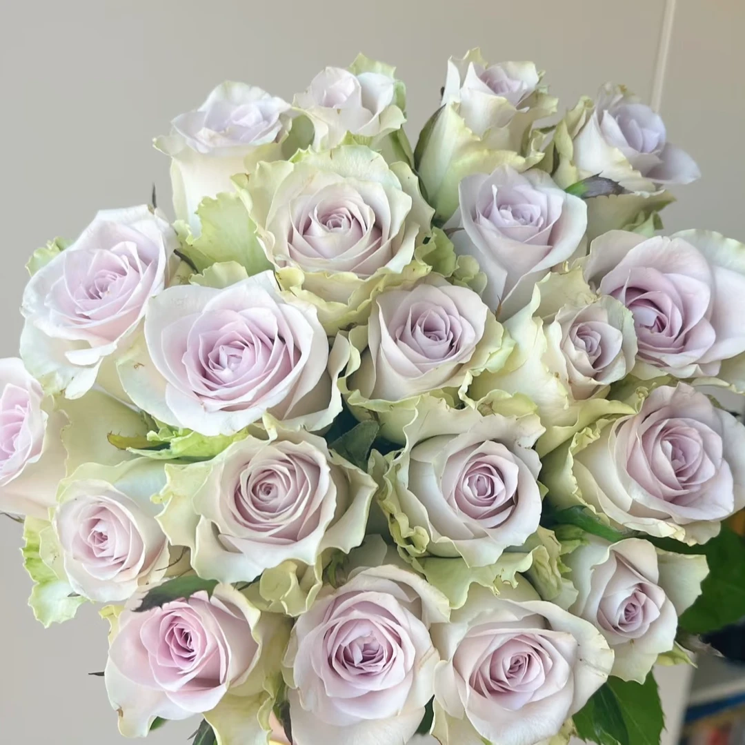 【海洋之迷】灌木月季 新品蓝紫切花阳台庭院种植