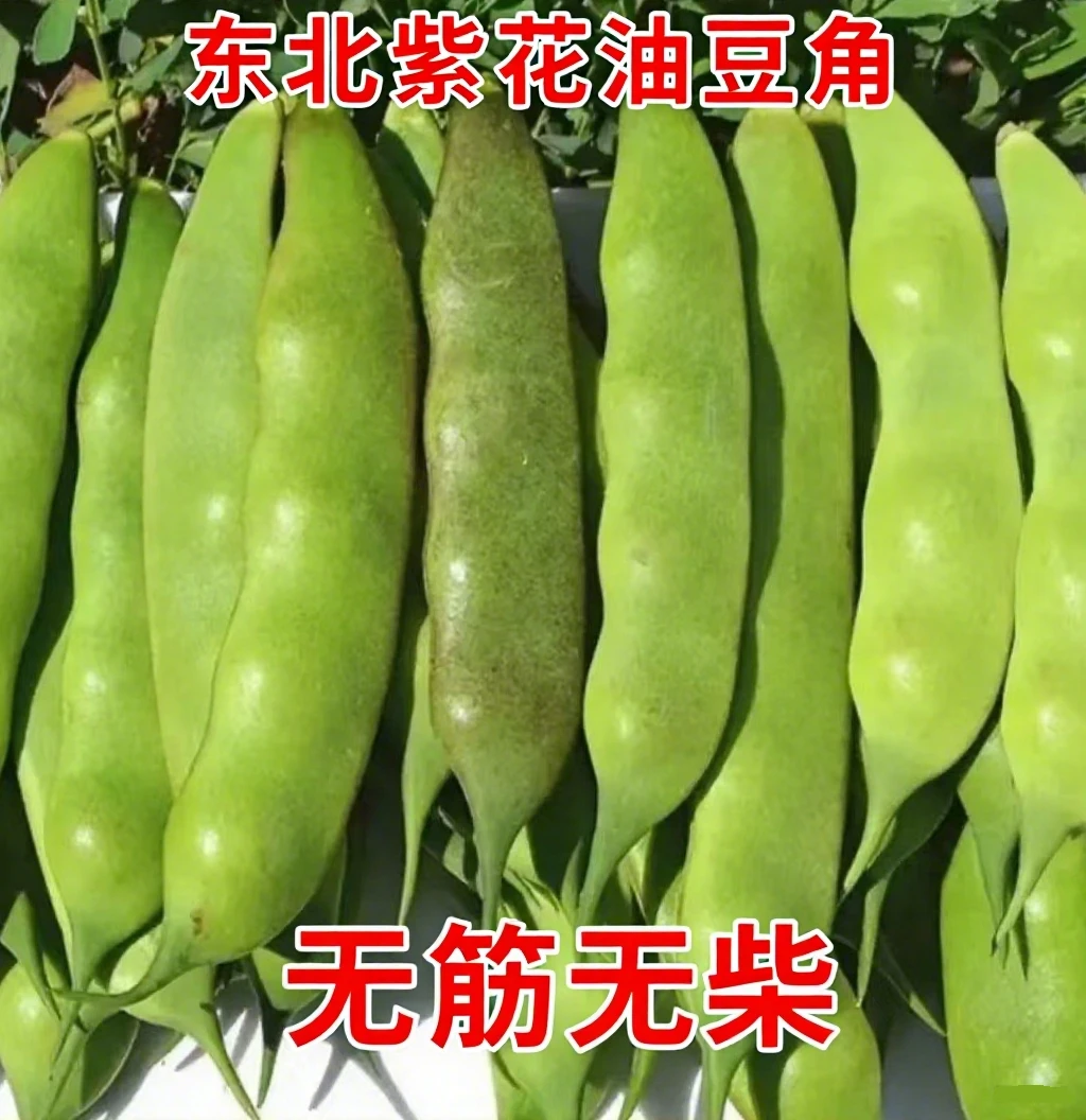 东北正宗油豆角 当季新鲜蔬菜现摘包邮 现开锅即烂