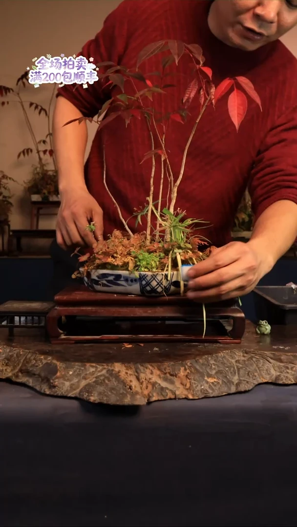 完全开放B24草本植物 不包邮