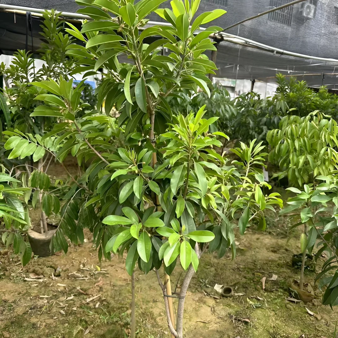人心果果树苗盆栽地栽阳台均可种植结果超甜