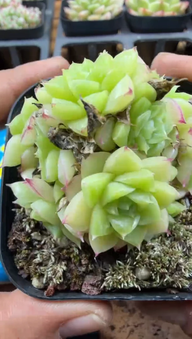 东云多肉园三号店-27