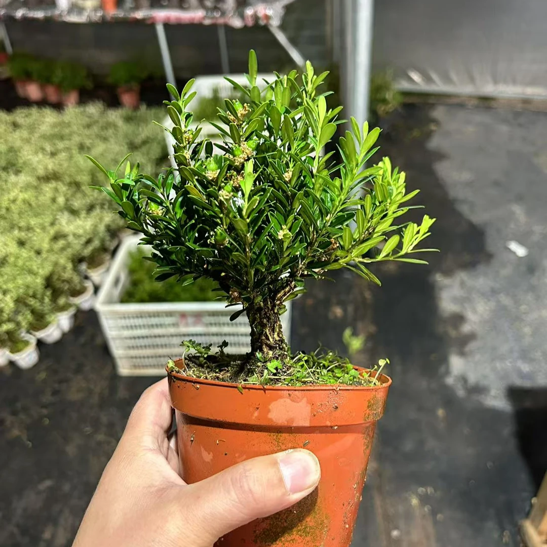 茶桌精品雀舌黄杨盆栽盆景
