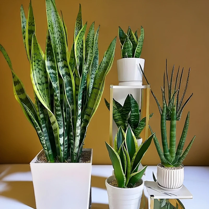 超级好养懒人绿植