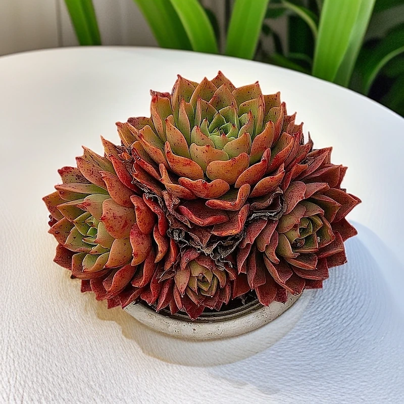 贝拉多娜 脱土发货 多肉植物【满15包邮】以直播实物为准 裸根粉