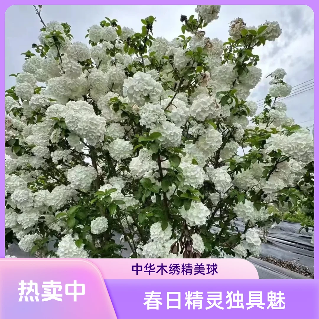 春日精灵中华木绣球斗球园林别墅庭院景观