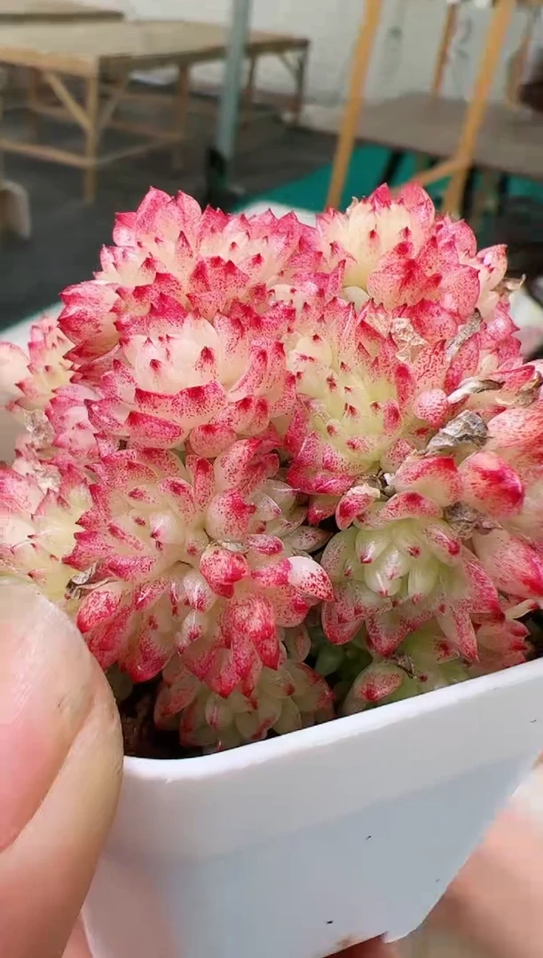 【闪购商品】晕染边线麦秆群生一颗