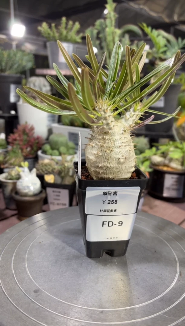 象牙宫FD-9