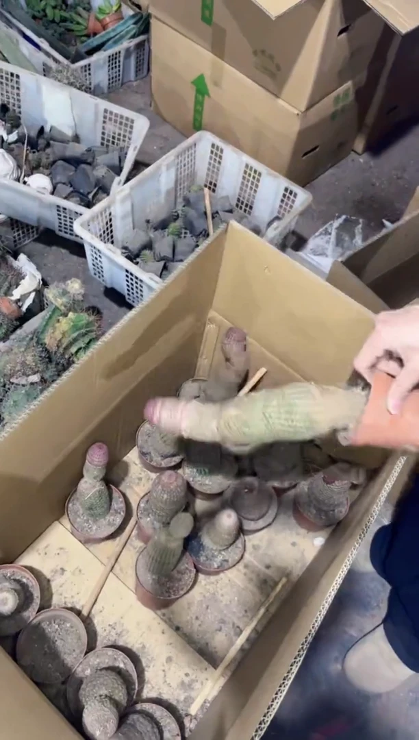 【闪购商品】【微瑕】红太阳