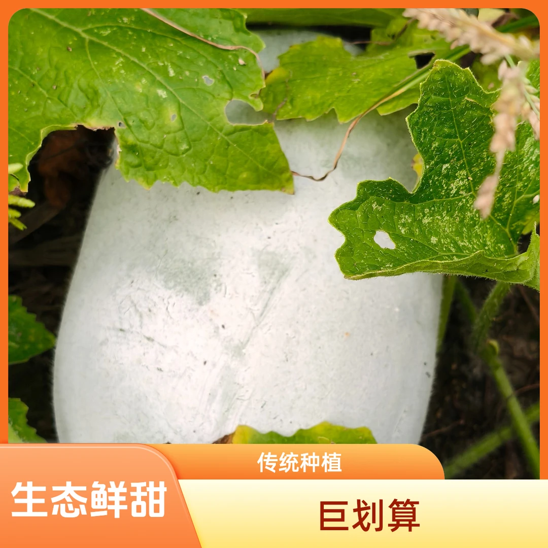 香芋小冬瓜传统种植香甜翠爽生吃凉拌清炒炖汤冬瓜盅