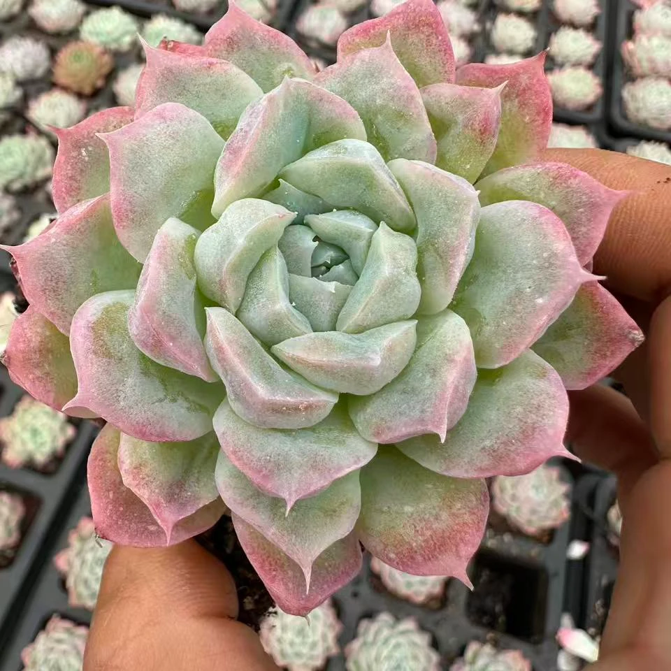 6#石化女王多肉植物  前男友精品多肉  SM0101