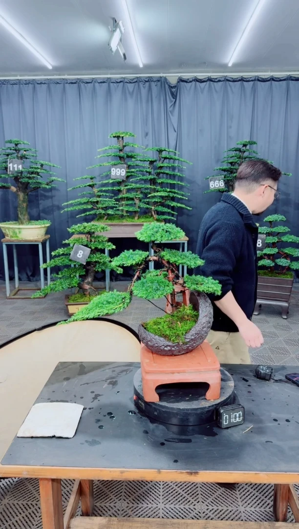 以实际为准盆景......