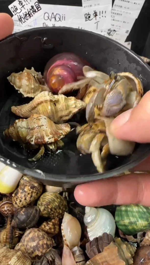 残联一份，六只包活三只