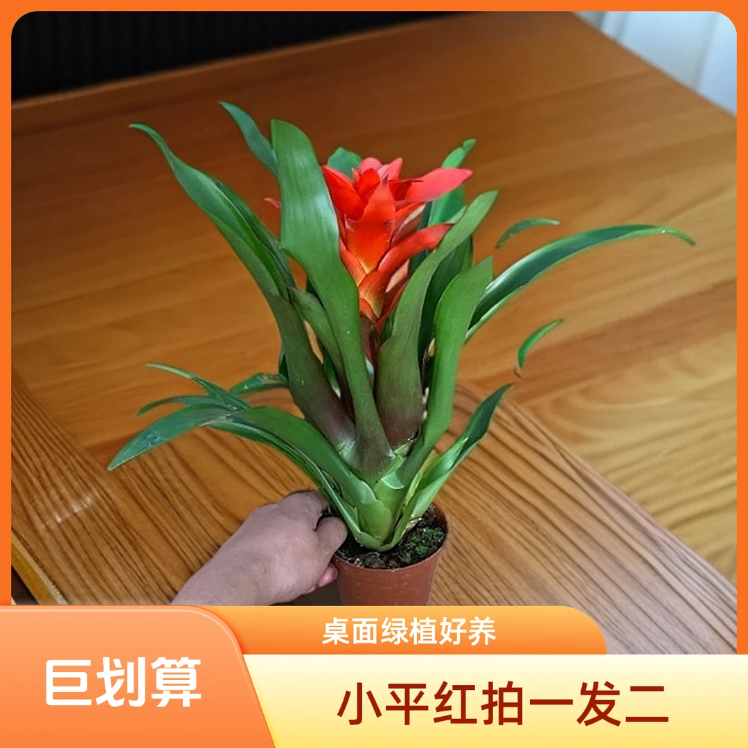 【拍一发二】小平红基地原土原盆鸿运当头桌面绿植