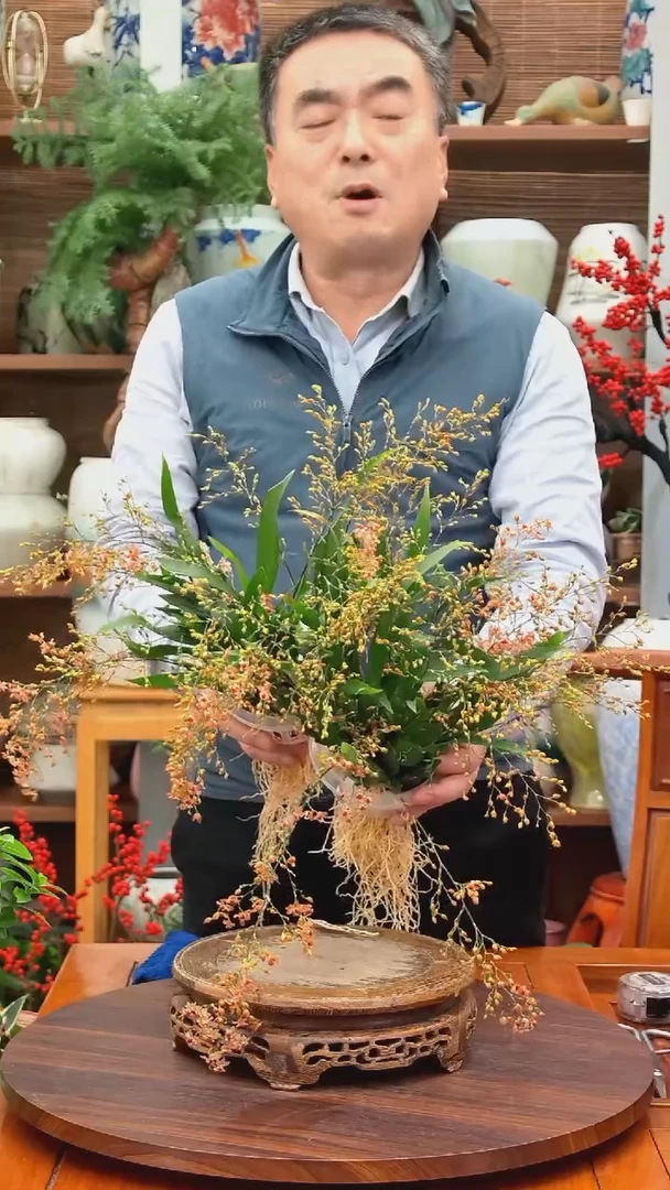 无花朵牛****坊水之韵水培梦香兰