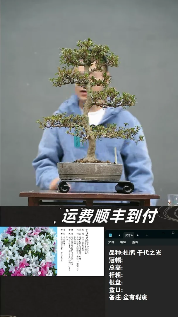 【闪购商品】21 杜鹃 千代之光