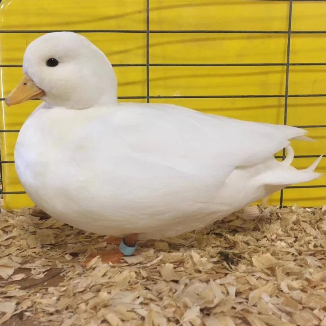 灿宏柯尔鸭可达鸭宠物鸭网红鸭明星鸭可爱好养宠物科尔鸭观赏鸭子