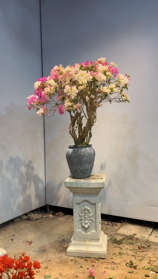 以实际为准三角梅86