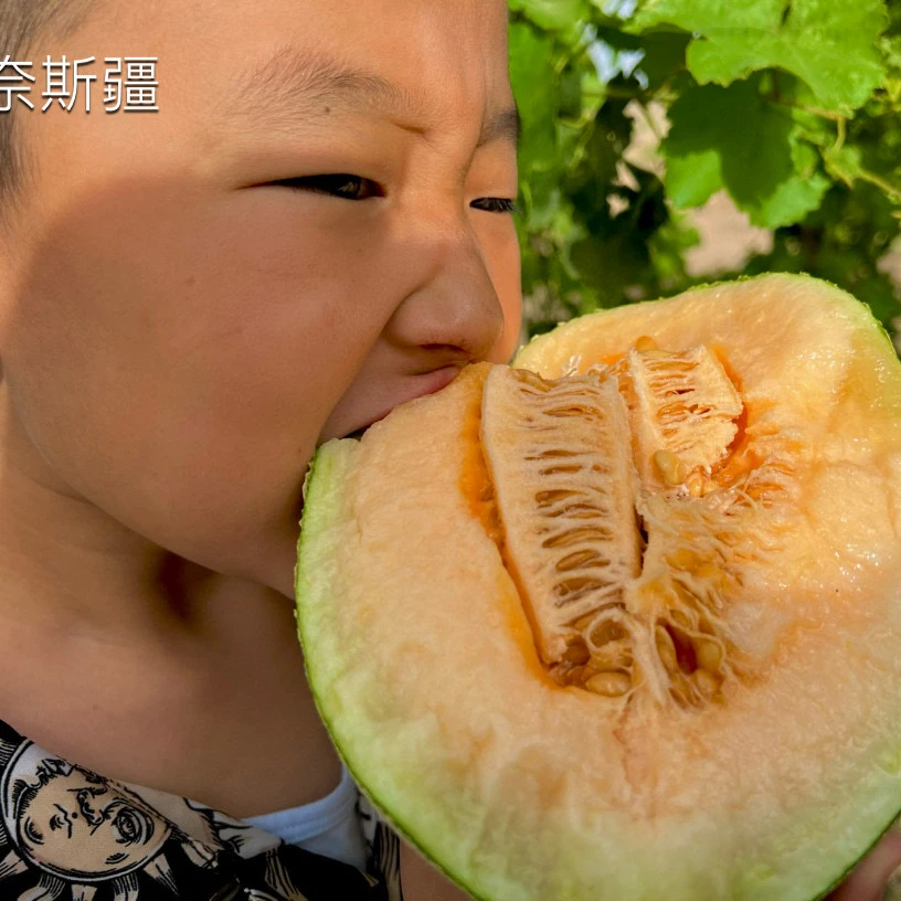 新疆吐鲁番哈密瓜【5-6斤】西州蜜25号皮薄多汁顺丰