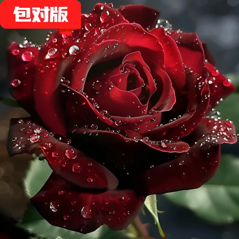 浓香型玫瑰花苗老桩卡罗拉红室内外绿植盆栽耐寒四季开花阳台花卉