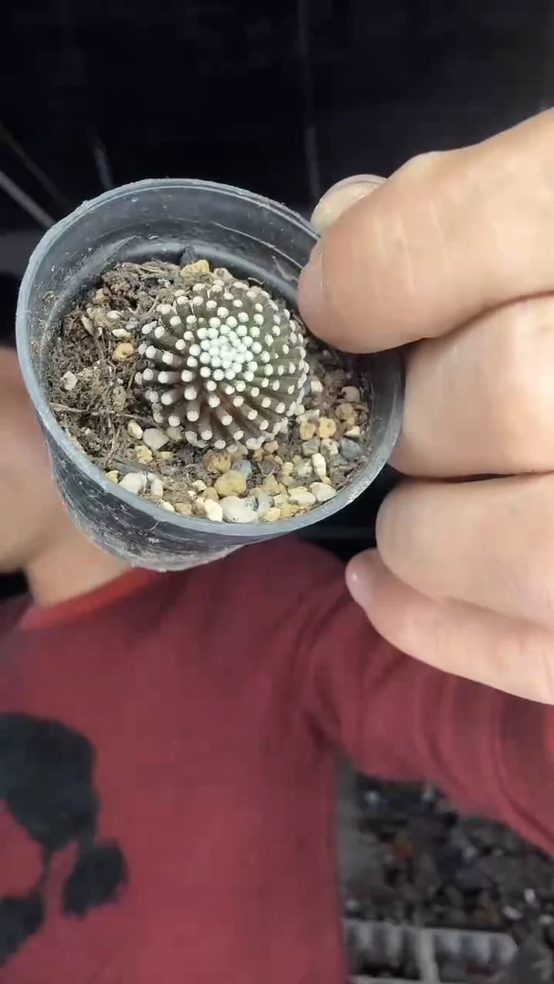 自根松针牡丹19.99