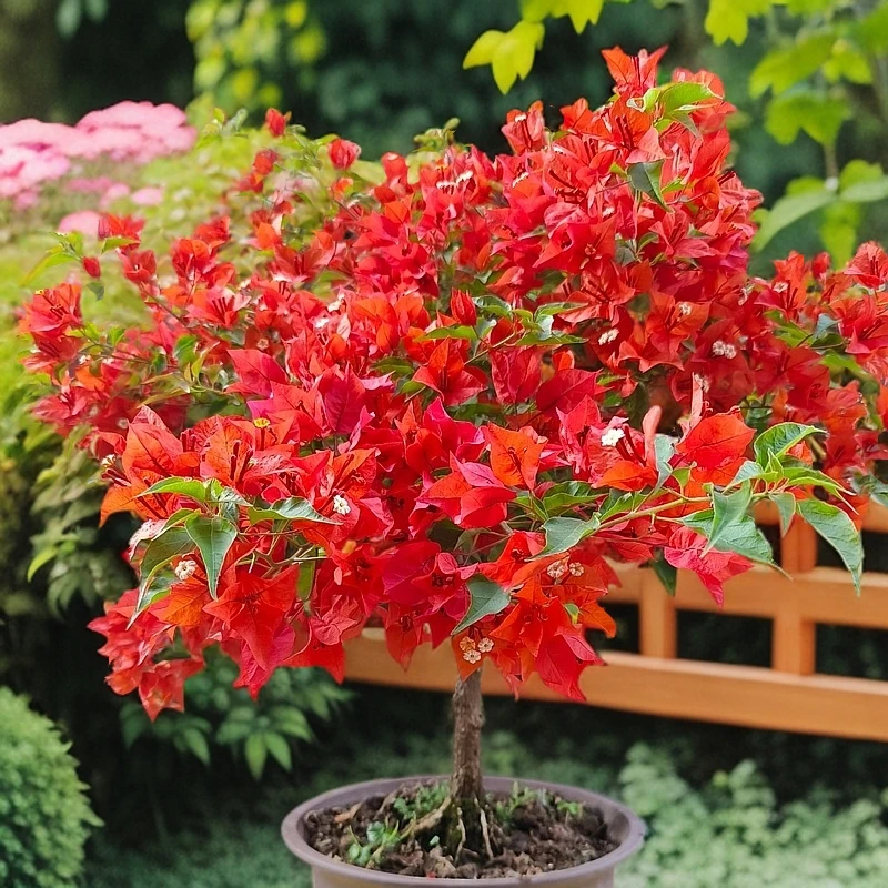 42.8三角梅绿植盆栽阳台庭院爬藤植物四季勤花一物一拍