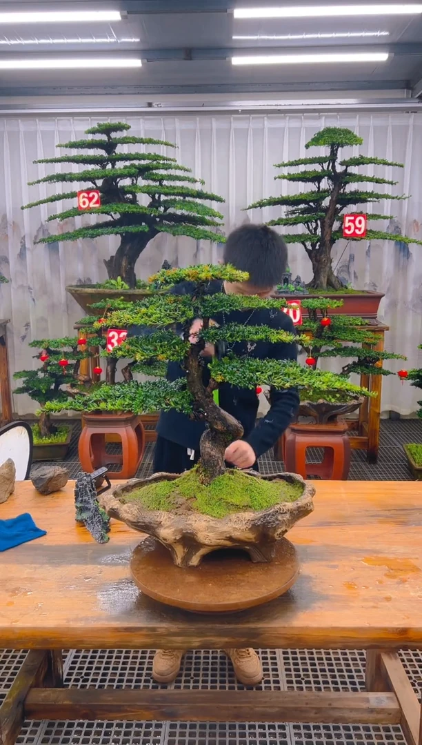 无花朵精品盆景直播间一物一拍