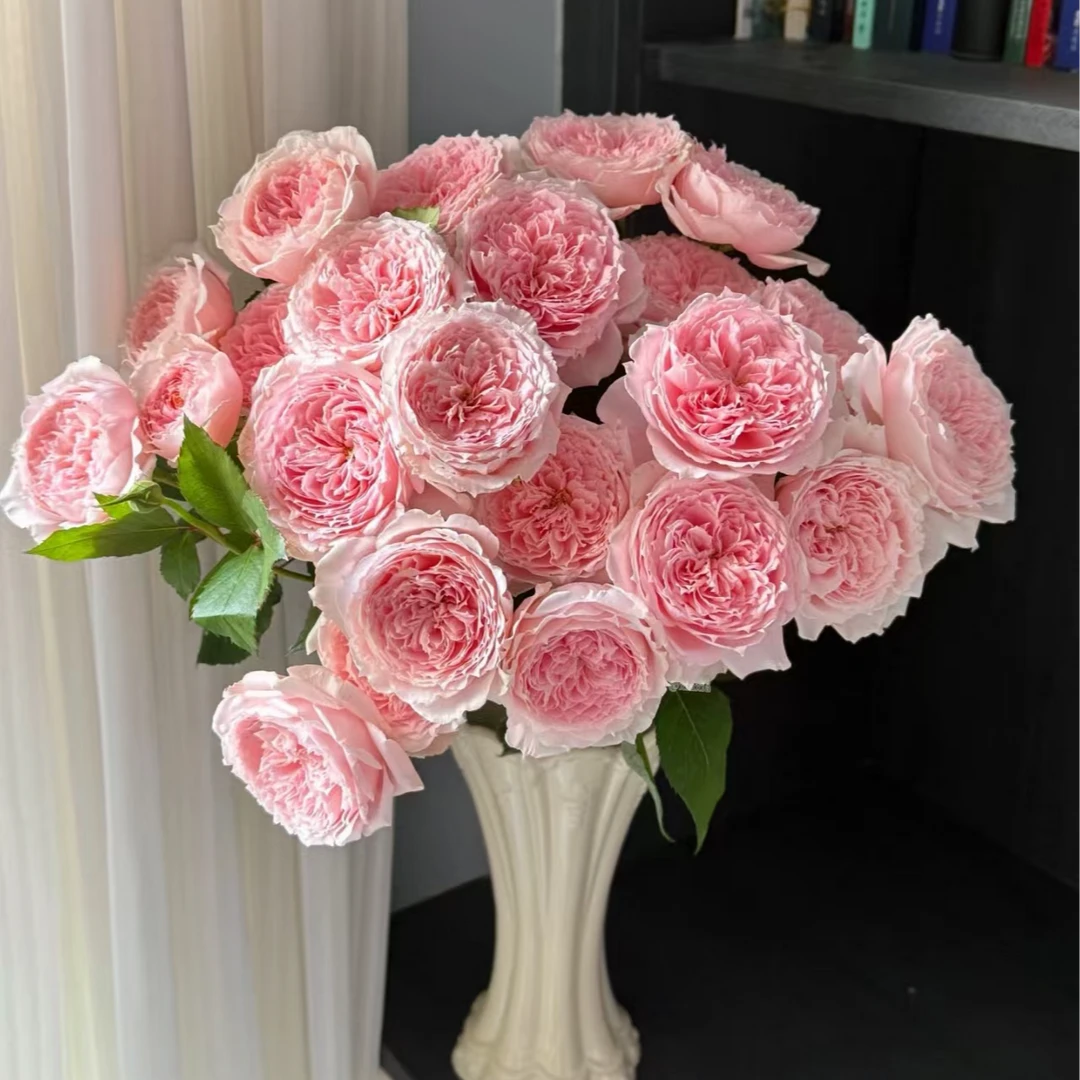 【独鬏鬏优选】云南鲜花 [仁爱] 多头玫瑰 家居瓶插装饰 鲜活采摘