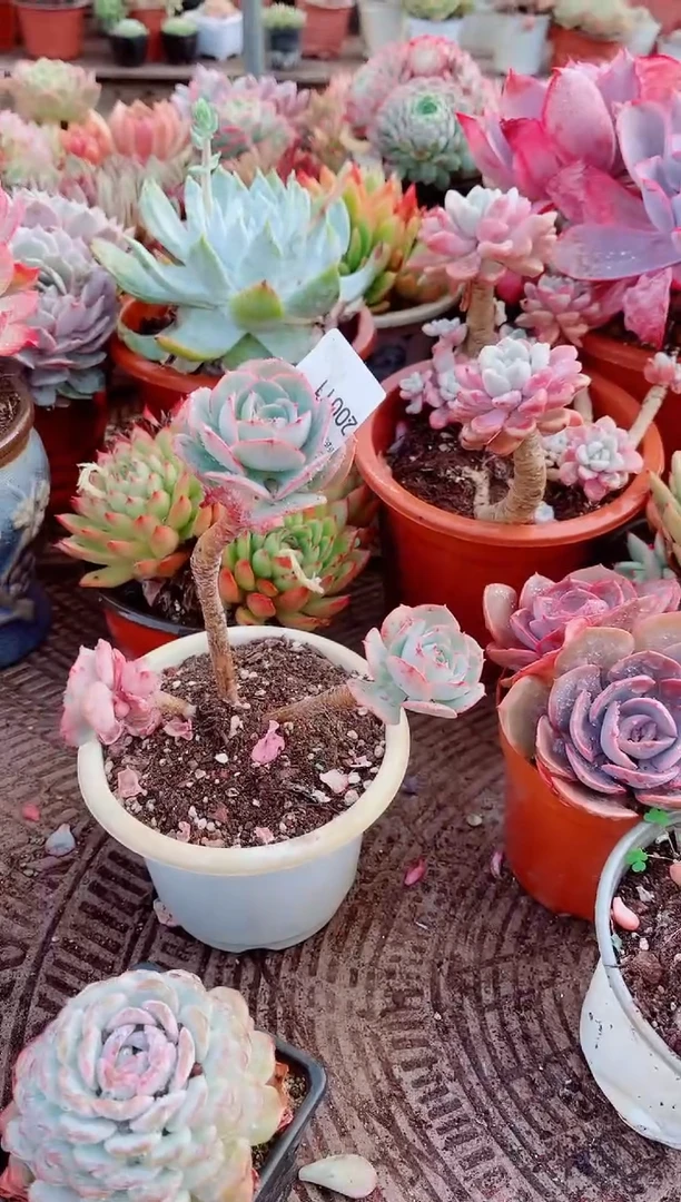 失***羊跃跃精品多肉20011