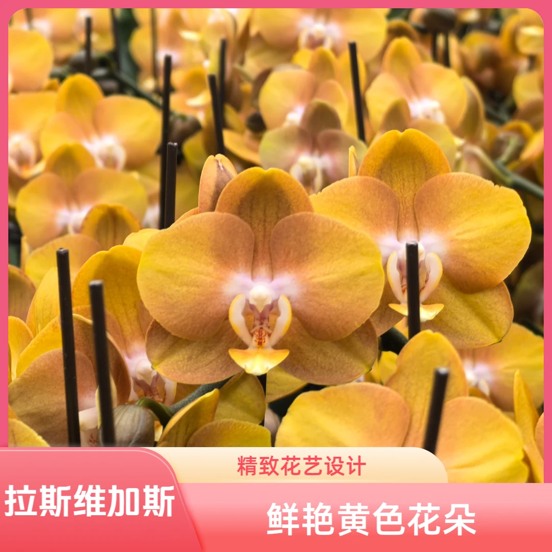 北郎中甄选｜蝴蝶兰·拉斯维加斯（断枝赔付5元）次日达