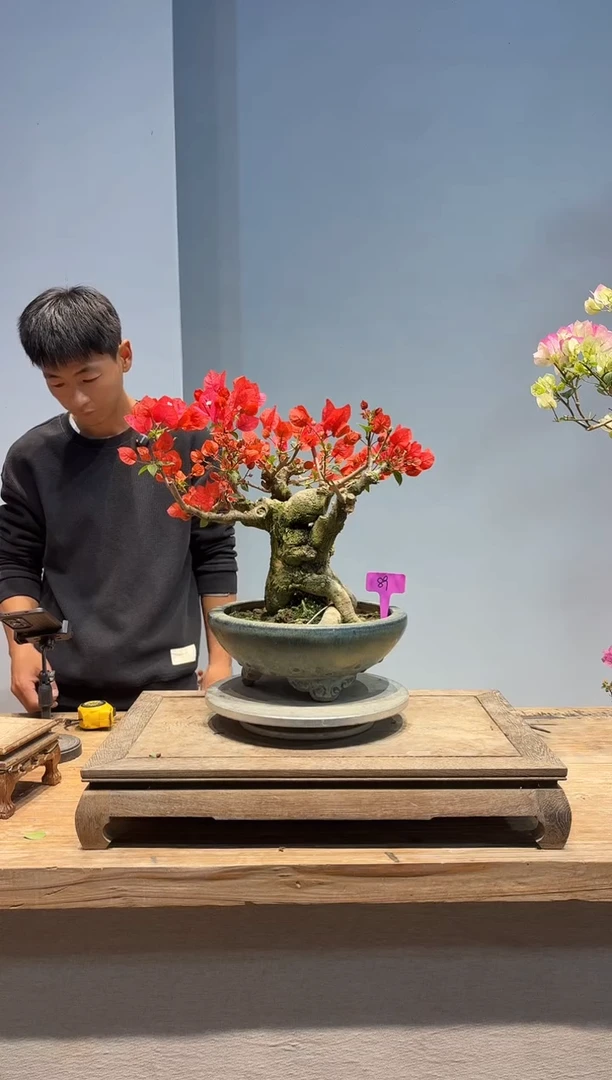 以实际为准E*.三角梅89